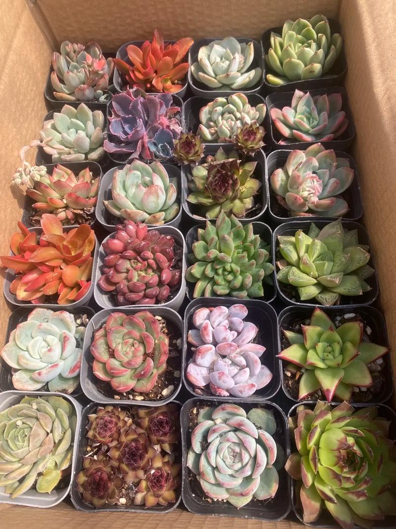 怒江多肉小盆栽基地批发哪家好？-第1张图片-吾爱花网