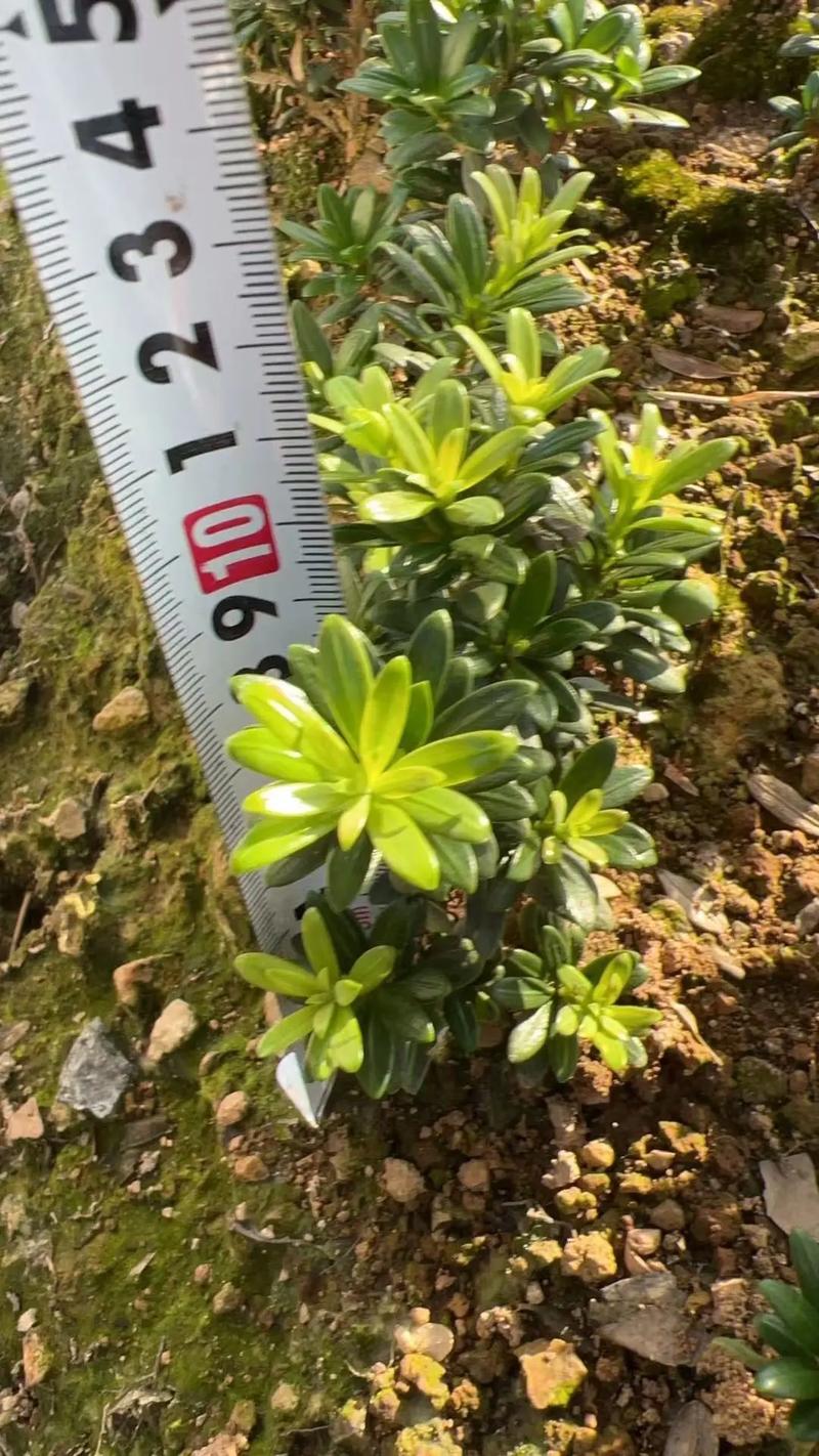 红翡翠小苗为何叫红翡翠?-第1张图片-吾爱花网 红翡翠小苗为何叫红翡翠?-第1张图片-吾爱花网