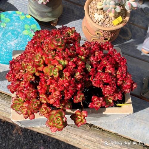 红翡翠小苗为何叫红翡翠?-第2张图片-吾爱花网 红翡翠小苗为何叫红翡翠?-第2张图片-吾爱花网