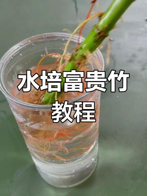 富贵竹水培根黄怎么办?-第2张图片-吾爱花网 富贵竹水培根黄怎么办?-第2张图片-吾爱花网
