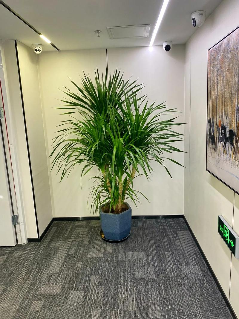 绿植盆栽租赁电话哪里找？-第2张图片-吾爱花网