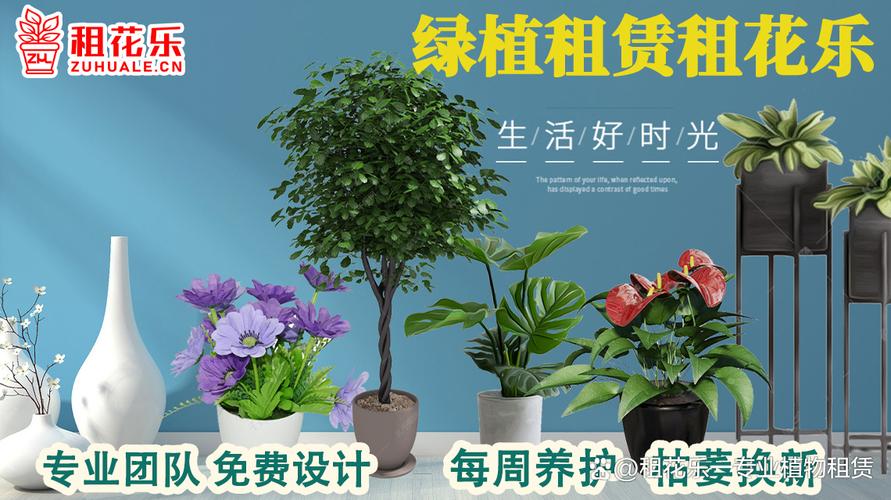 绿植盆栽租赁电话哪里找？-第3张图片-吾爱花网