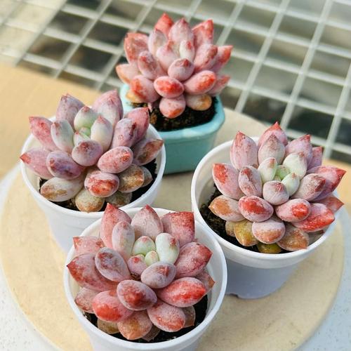 所罗门多肉叶片发软发皱怎么办?-第2张图片-吾爱花网 所罗门多肉叶片发软发皱怎么办?-第2张图片-吾爱花网