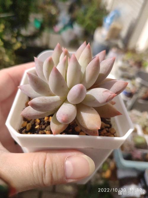 所罗门多肉叶片发软发皱怎么办?-第3张图片-吾爱花网 所罗门多肉叶片发软发皱怎么办?-第3张图片-吾爱花网