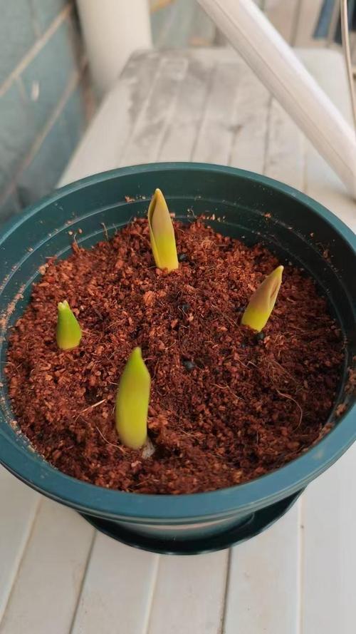 郁金香种子盆栽图片大全,能种出花吗?-第1张图片-吾爱花网 郁金香种子盆栽图片大全,能种出花吗?-第1张图片-吾爱花网