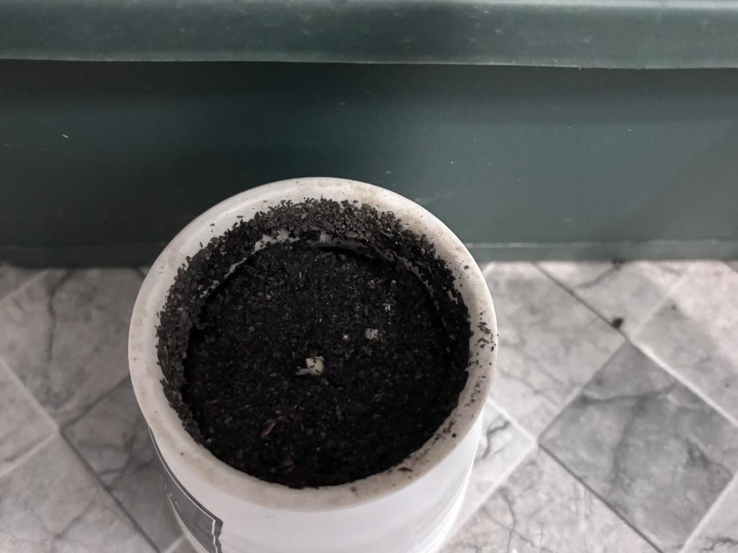 郁金香种子盆栽图片大全,能种出花吗?-第3张图片-吾爱花网 郁金香种子盆栽图片大全,能种出花吗?-第3张图片-吾爱花网