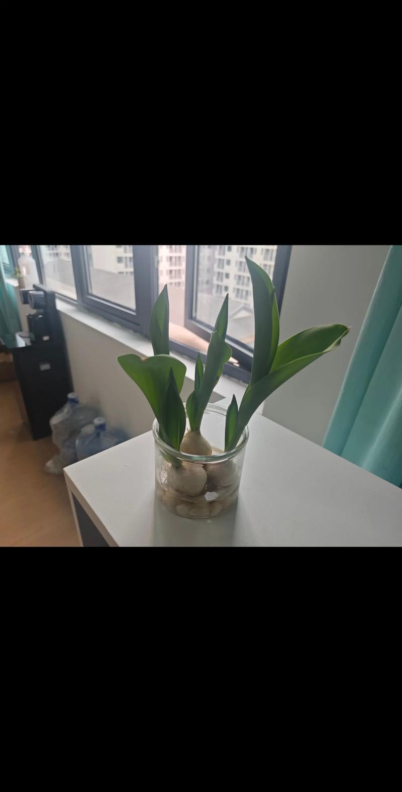 郁金香种子盆栽图片大全,能种出花吗?-第2张图片-吾爱花网 郁金香种子盆栽图片大全,能种出花吗?-第2张图片-吾爱花网