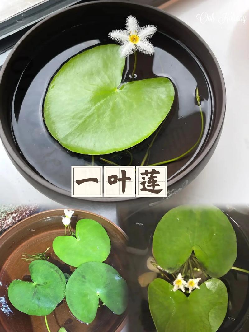 一叶莲水培怎么养?关键步骤有哪些?-第3张图片-吾爱花网 一叶莲水培怎么养?关键步骤有哪些?-第3张图片-吾爱花网