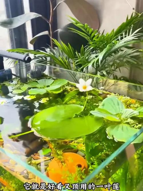 一叶莲水培怎么养?关键步骤有哪些?-第2张图片-吾爱花网 一叶莲水培怎么养?关键步骤有哪些?-第2张图片-吾爱花网