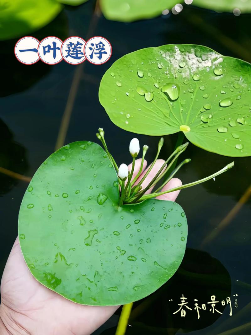 一叶莲水培怎么养?关键步骤有哪些?-第1张图片-吾爱花网 一叶莲水培怎么养?关键步骤有哪些?-第1张图片-吾爱花网