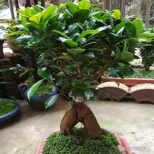 盆榕春肥选啥?促生长用啥肥?-第1张图片-吾爱花网 盆榕春肥选啥?促生长用啥肥?-第1张图片-吾爱花网