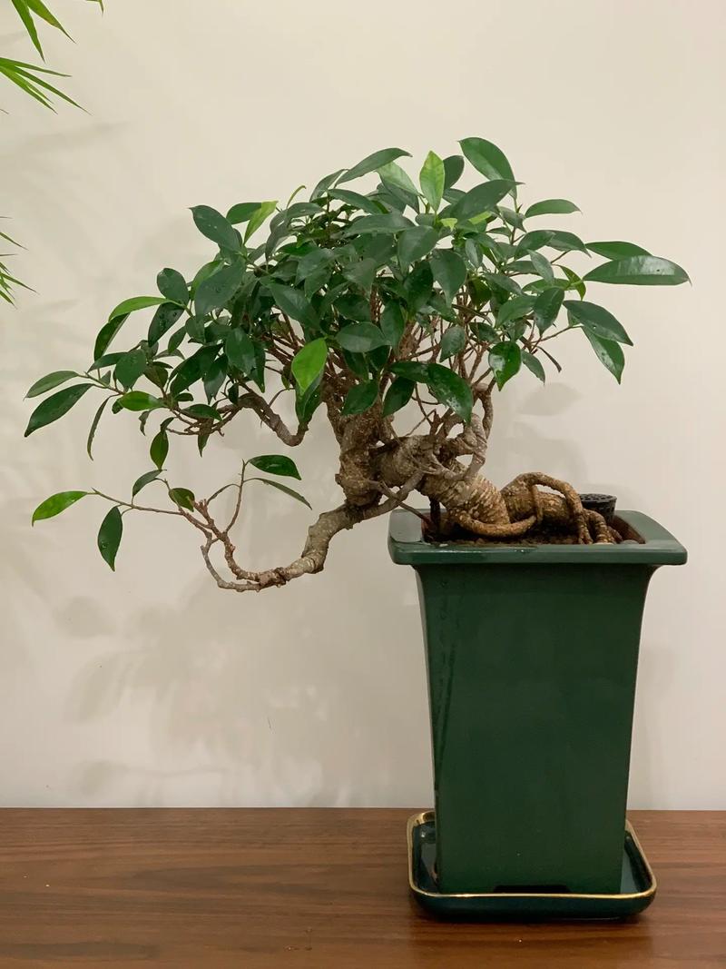 盆榕春肥选啥?促生长用啥肥?-第3张图片-吾爱花网 盆榕春肥选啥?促生长用啥肥?-第3张图片-吾爱花网