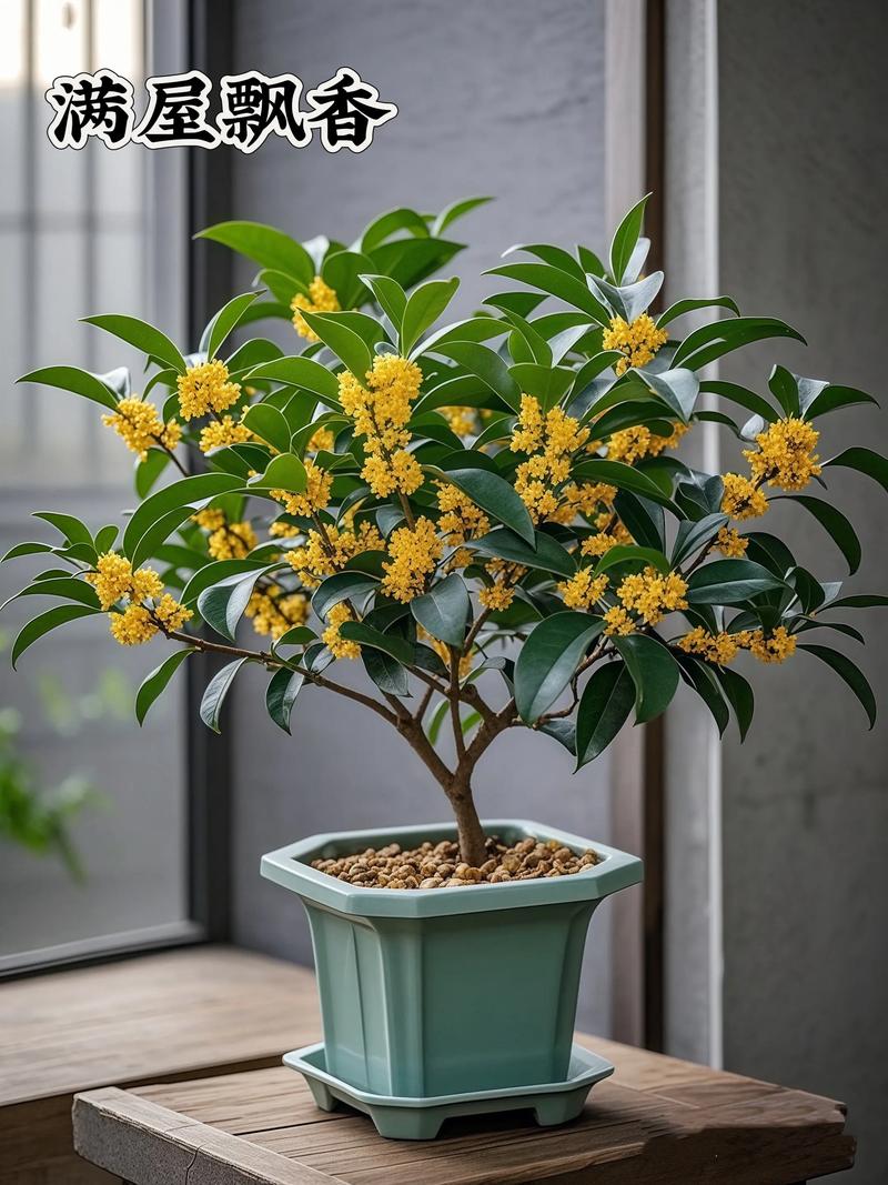 不嫁接桂花盆栽可行吗？-第2张图片-吾爱花网