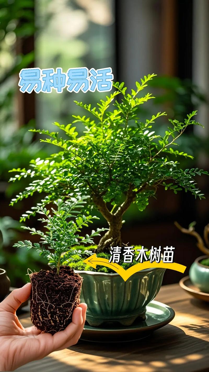 清香木盆栽真能驱蚊吗?-第1张图片-吾爱花网 清香木盆栽真能驱蚊吗?-第1张图片-吾爱花网