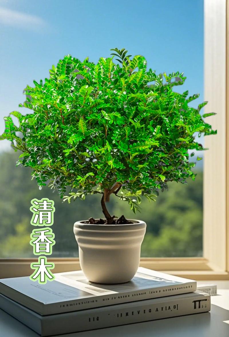 清香木盆栽真能驱蚊吗?-第2张图片-吾爱花网 清香木盆栽真能驱蚊吗?-第2张图片-吾爱花网