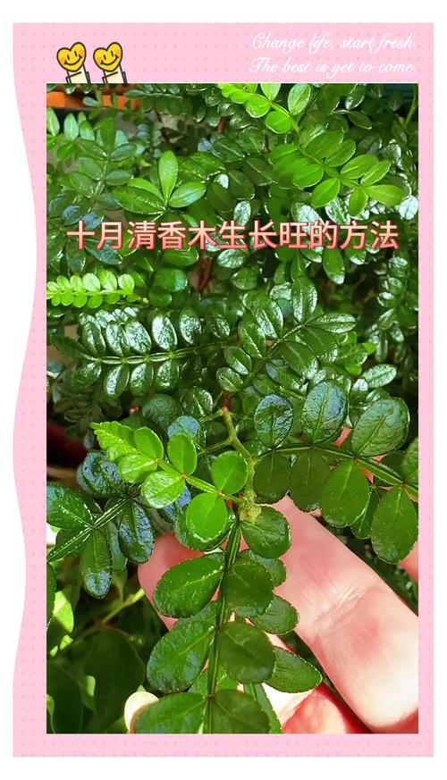 清香木盆栽真能驱蚊吗?-第3张图片-吾爱花网 清香木盆栽真能驱蚊吗?-第3张图片-吾爱花网