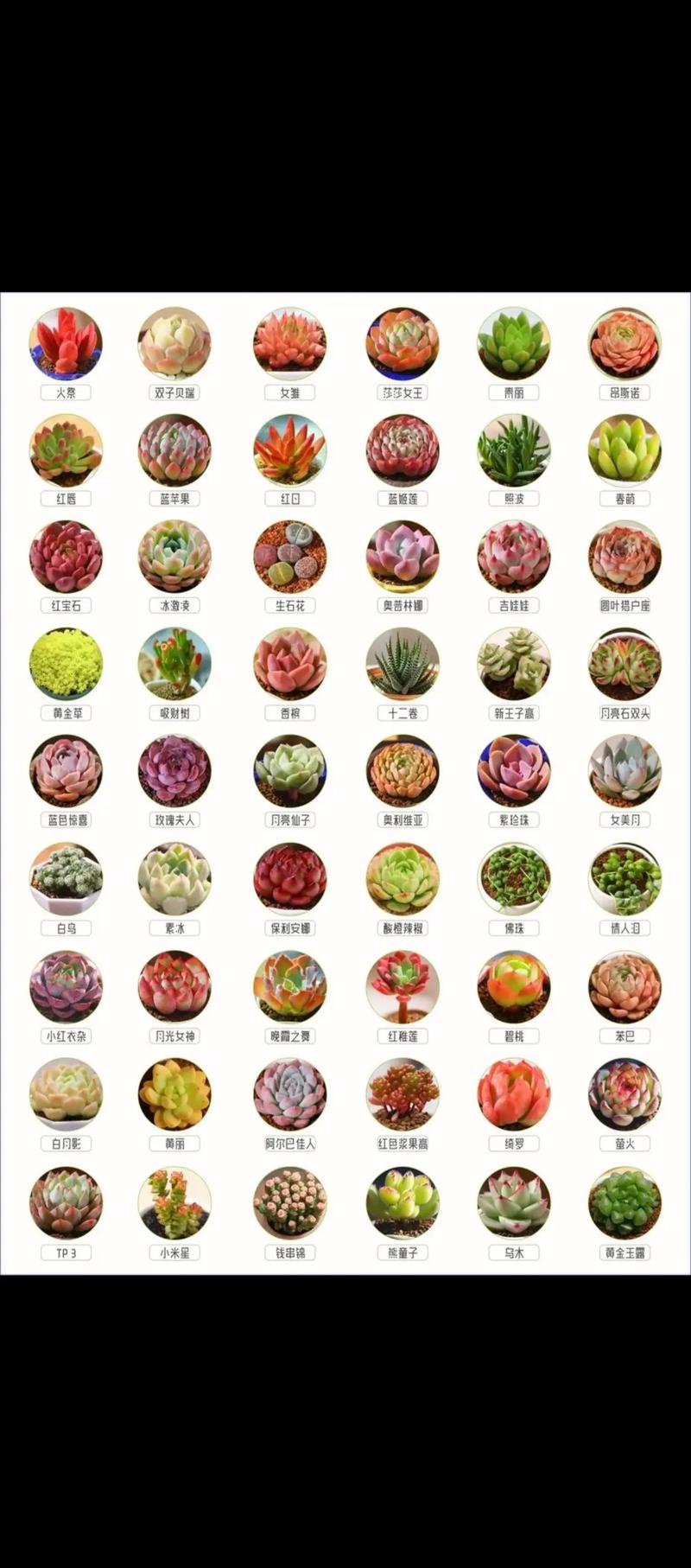 多肉植物大全图鉴，收录了哪些品种？-第2张图片-吾爱花网