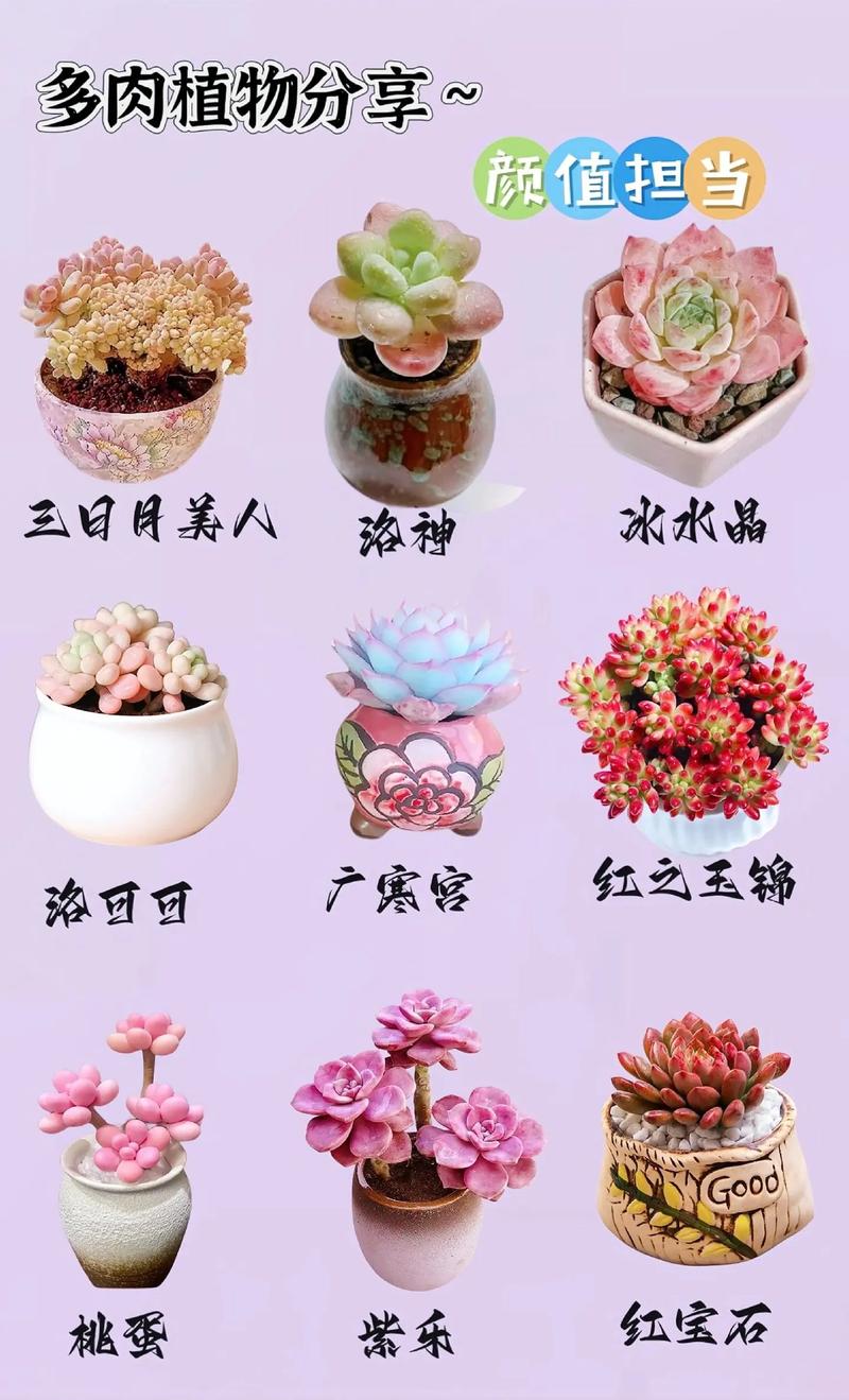 多肉植物大全图鉴，收录了哪些品种？-第3张图片-吾爱花网