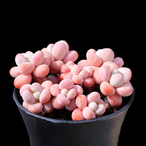 多肉杂交品种还能再杂交吗？-第1张图片-吾爱花网