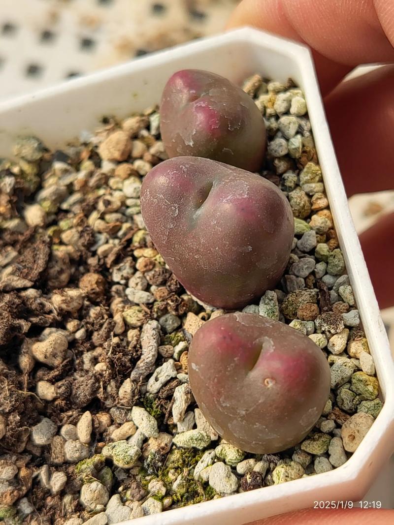 多肉杂交品种还能再杂交吗？-第3张图片-吾爱花网