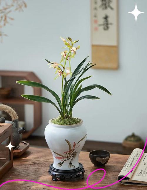 兰花盆栽图片大全有哪些?-第3张图片-吾爱花网 兰花盆栽图片大全有哪些?-第3张图片-吾爱花网