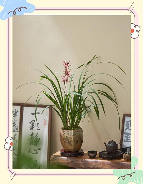 兰花盆栽图片大全有哪些?-第2张图片-吾爱花网 兰花盆栽图片大全有哪些?-第2张图片-吾爱花网