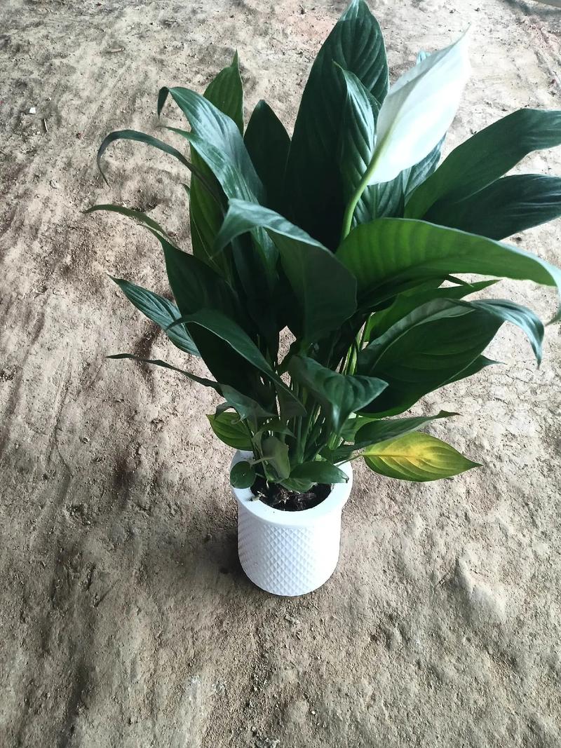 水培一帆风顺倒白酒会死吗?-第3张图片-吾爱花网 水培一帆风顺倒白酒会死吗?-第3张图片-吾爱花网