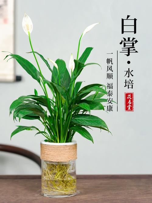 水培一帆风顺倒白酒会死吗?-第2张图片-吾爱花网 水培一帆风顺倒白酒会死吗?-第2张图片-吾爱花网