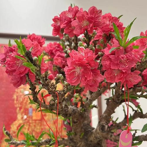 盆栽开花真能招桃花吗？-第2张图片-吾爱花网