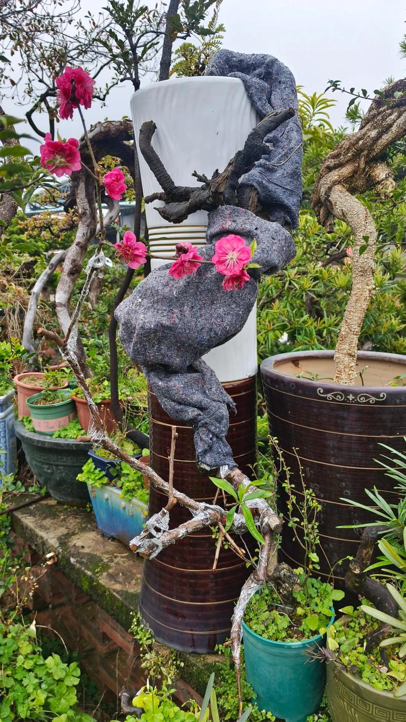 盆栽开花真能招桃花吗？-第3张图片-吾爱花网