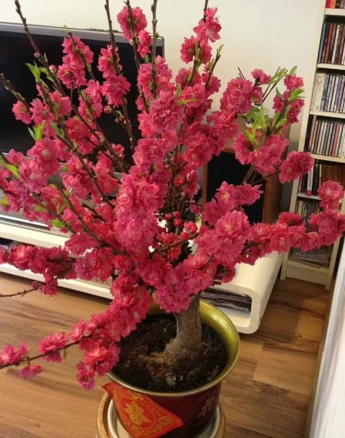 盆栽开花真能招桃花吗？-第1张图片-吾爱花网