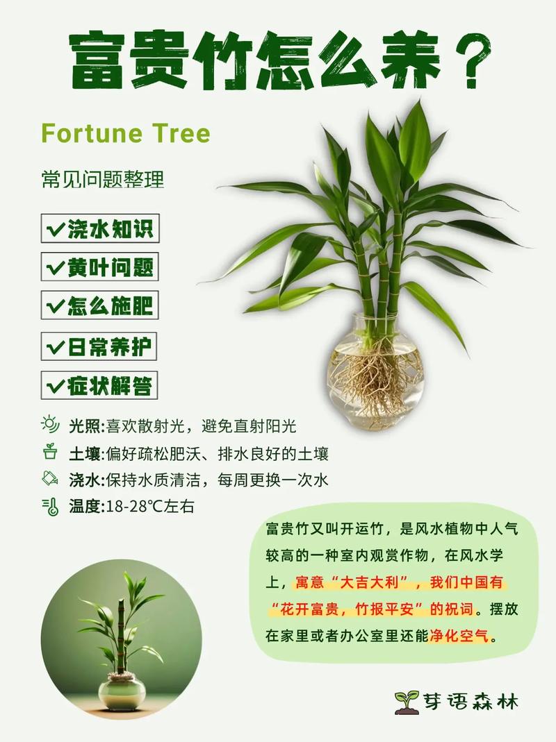 水培富贵竹养6棵合适吗?-第1张图片-吾爱花网 水培富贵竹养6棵合适吗?-第1张图片-吾爱花网