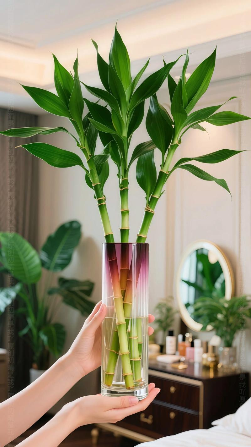 水培富贵竹养6棵合适吗？-第3张图片-吾爱花网