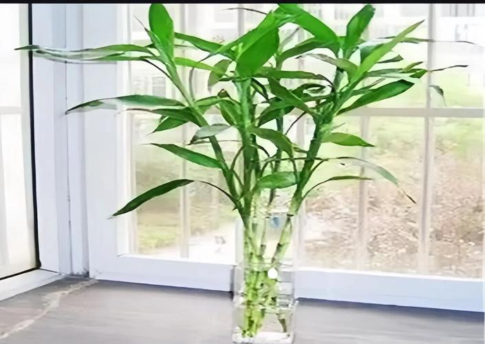 水培富贵竹养6棵合适吗?-第2张图片-吾爱花网 水培富贵竹养6棵合适吗?-第2张图片-吾爱花网