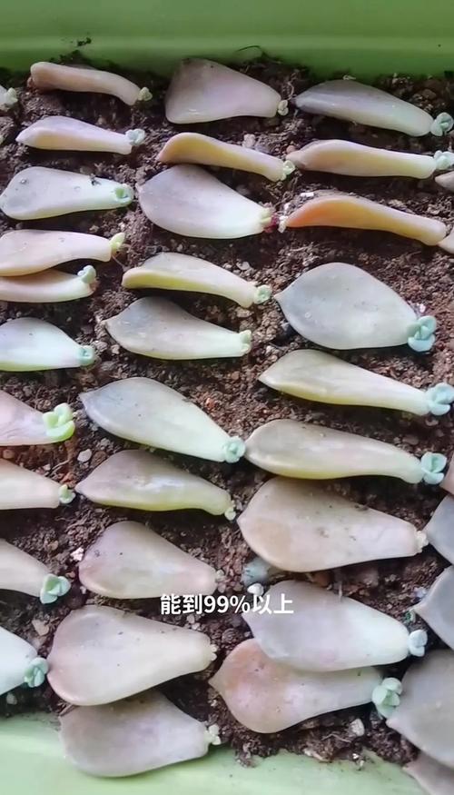 徒长叶子剪了会浪费吗?-第2张图片-吾爱花网 徒长叶子剪了会浪费吗?-第2张图片-吾爱花网