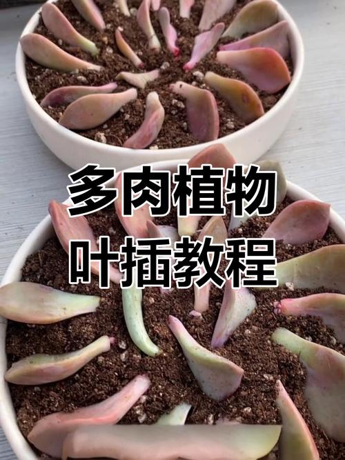 徒长叶子剪了会浪费吗?-第1张图片-吾爱花网 徒长叶子剪了会浪费吗?-第1张图片-吾爱花网