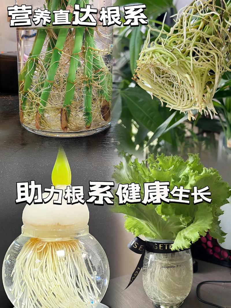 水培花营养液滴几滴才合适?-第3张图片-吾爱花网 水培花营养液滴几滴才合适?-第3张图片-吾爱花网