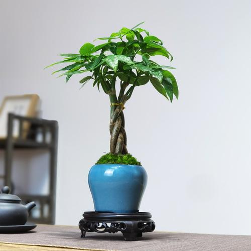 发财树盆景哪种盆栽最养眼?-第2张图片-吾爱花网 发财树盆景哪种盆栽最养眼?-第2张图片-吾爱花网