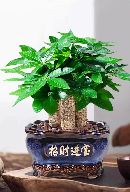 发财树盆景哪种盆栽最养眼?-第1张图片-吾爱花网 发财树盆景哪种盆栽最养眼?-第1张图片-吾爱花网
