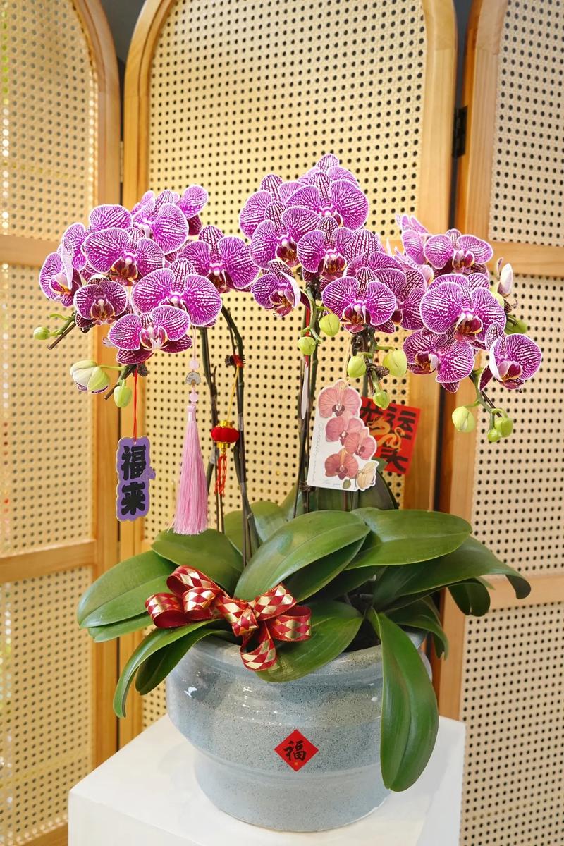 春节前开花盆栽有哪些?-第1张图片-吾爱花网 春节前开花盆栽有哪些?-第1张图片-吾爱花网