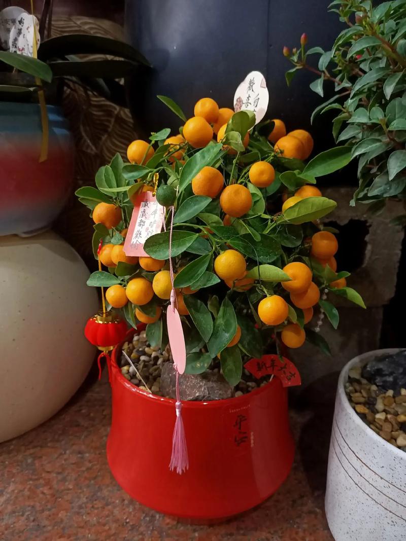 春节前开花盆栽有哪些?-第2张图片-吾爱花网 春节前开花盆栽有哪些?-第2张图片-吾爱花网