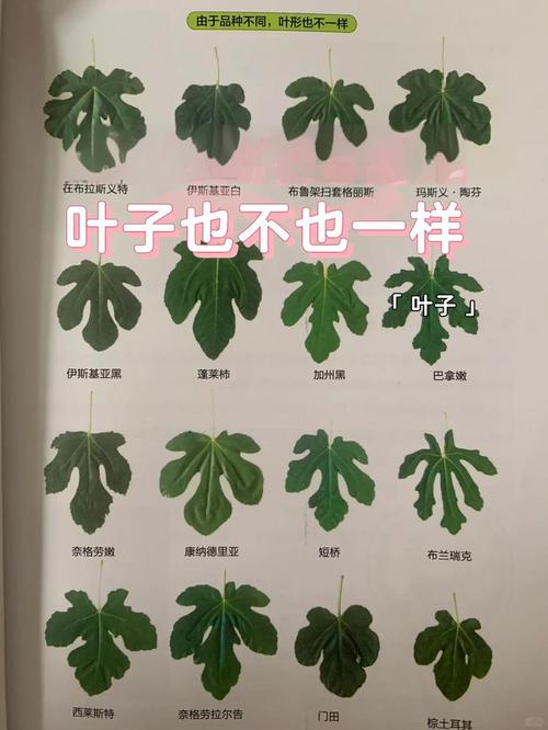 盆栽无花果秋天叶子会落吗?-第3张图片-吾爱花网 盆栽无花果秋天叶子会落吗?-第3张图片-吾爱花网