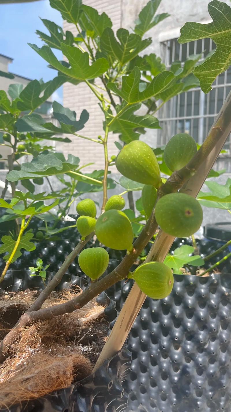 盆栽无花果秋天叶子会落吗?-第1张图片-吾爱花网 盆栽无花果秋天叶子会落吗?-第1张图片-吾爱花网