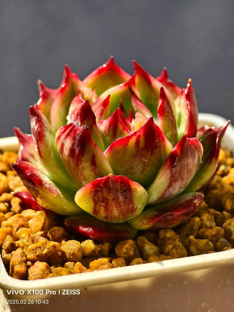 多肉植物为何偏爱阳光?-第1张图片-吾爱花网 多肉植物为何偏爱阳光?-第1张图片-吾爱花网