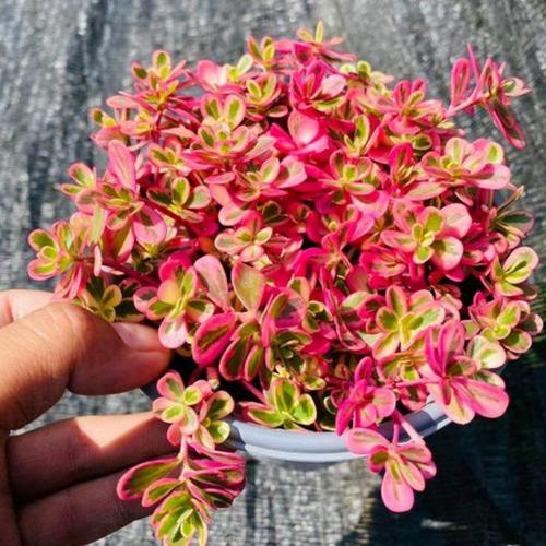 多肉植物为何偏爱阳光?-第2张图片-吾爱花网 多肉植物为何偏爱阳光?-第2张图片-吾爱花网