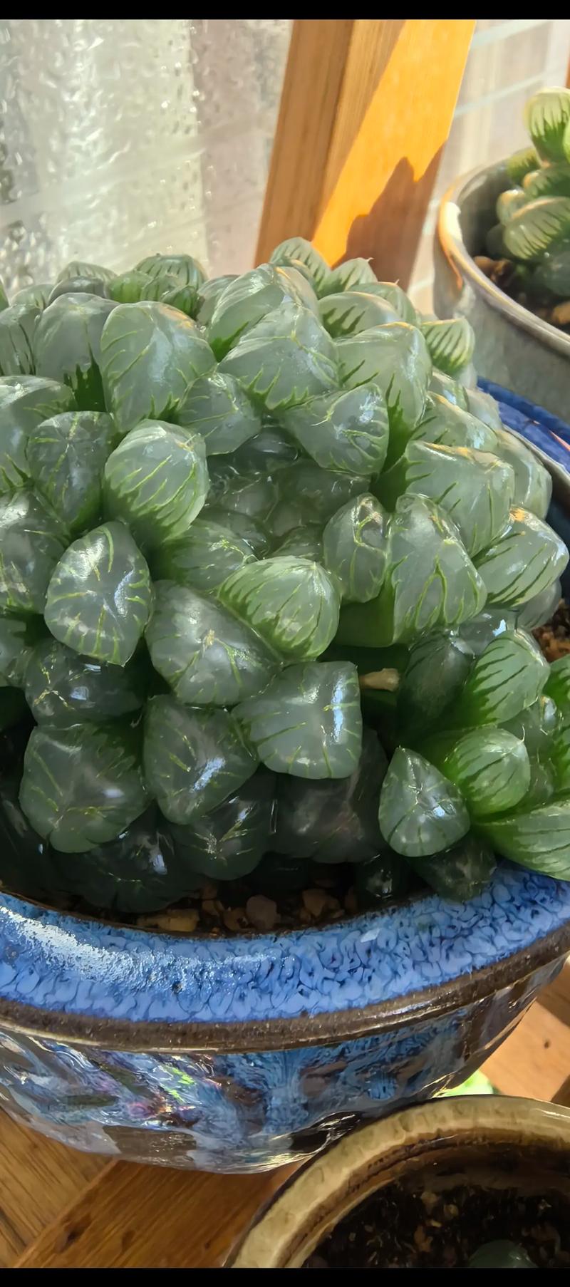 多肉植物为何偏爱阳光?-第3张图片-吾爱花网 多肉植物为何偏爱阳光?-第3张图片-吾爱花网