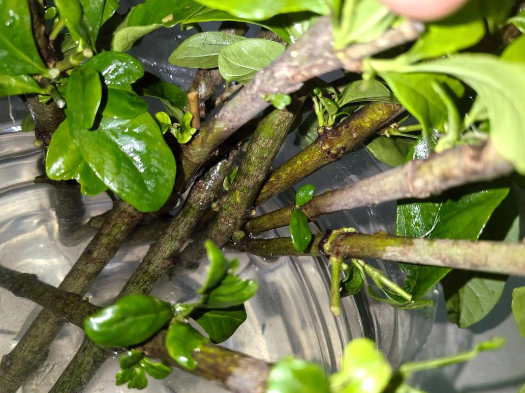 水培栀子花根少怎么促根?-第1张图片-吾爱花网 水培栀子花根少怎么促根?-第1张图片-吾爱花网