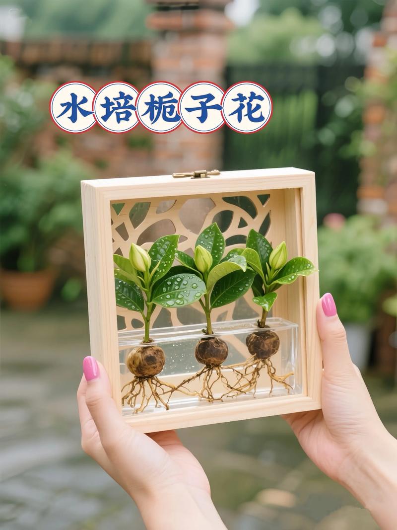 水培栀子花根少怎么促根？-第3张图片-吾爱花网