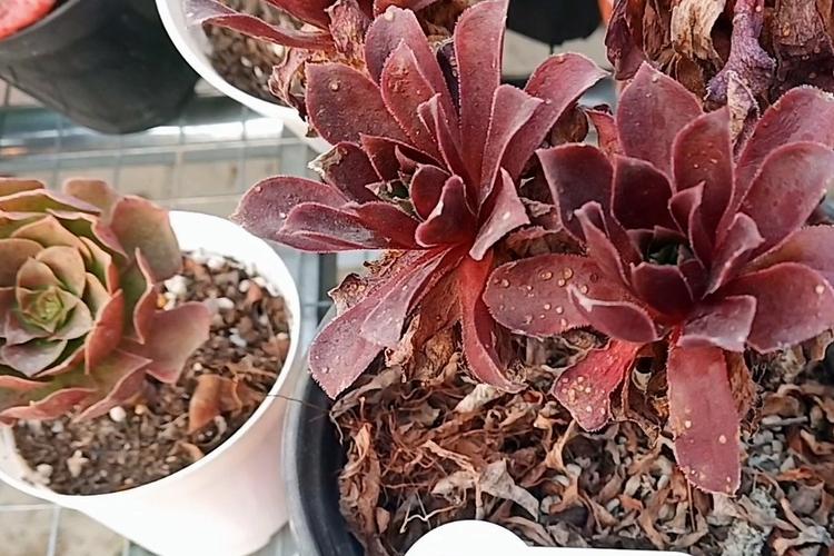 多肉砍头后多久浇水才合适?-第3张图片-吾爱花网 多肉砍头后多久浇水才合适?-第3张图片-吾爱花网