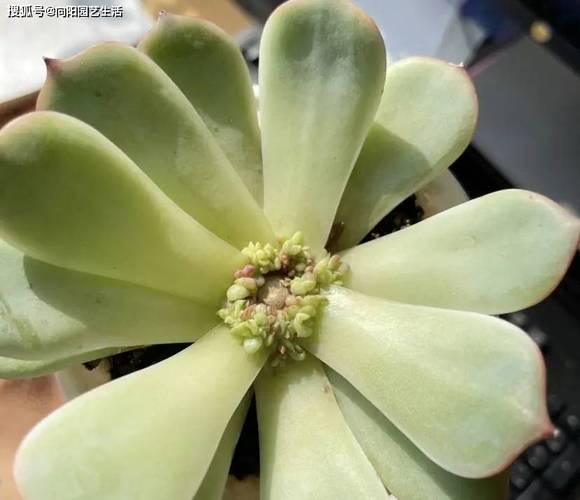 多肉砍头后多久浇水才合适?-第1张图片-吾爱花网 多肉砍头后多久浇水才合适?-第1张图片-吾爱花网